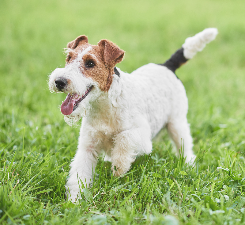 芝生の上で走る犬の写真